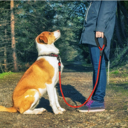 PAWLAND™ Laisse Réfléchissante en Nylon